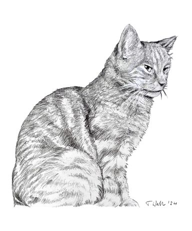Kater Fritz